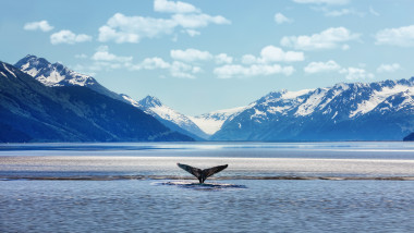 coada de balena iesind din apa in alaska