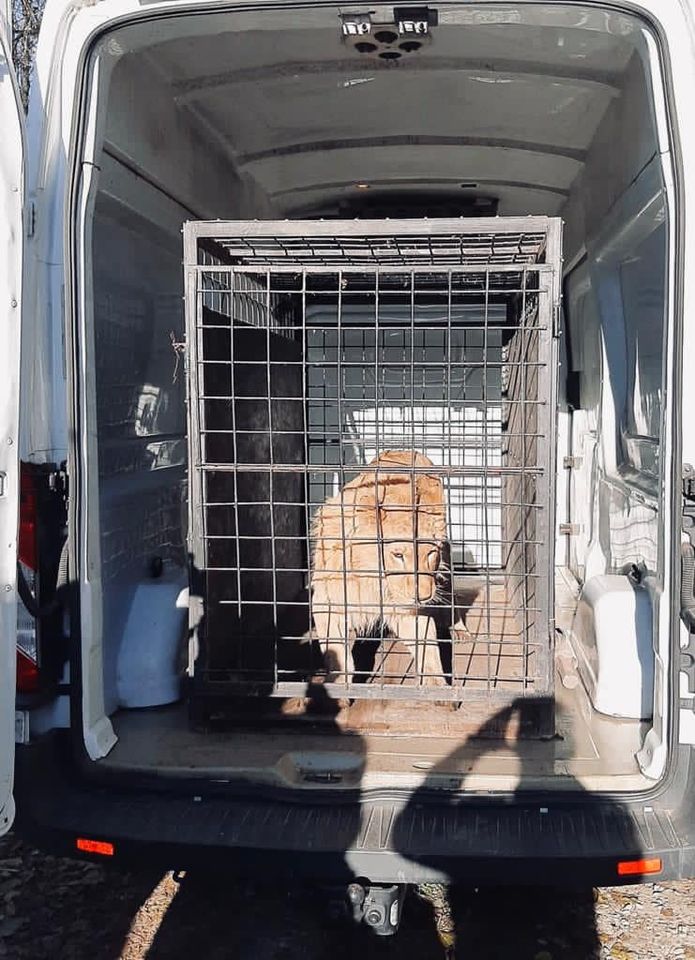 Polițiștii au confiscat leul care apare în videoclipul manelistului Dani Mocanu