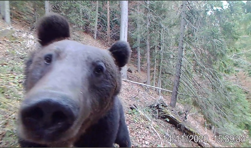 Momentul în care un urs găsește o cameră de monitorizare în Parcul Național Călimani