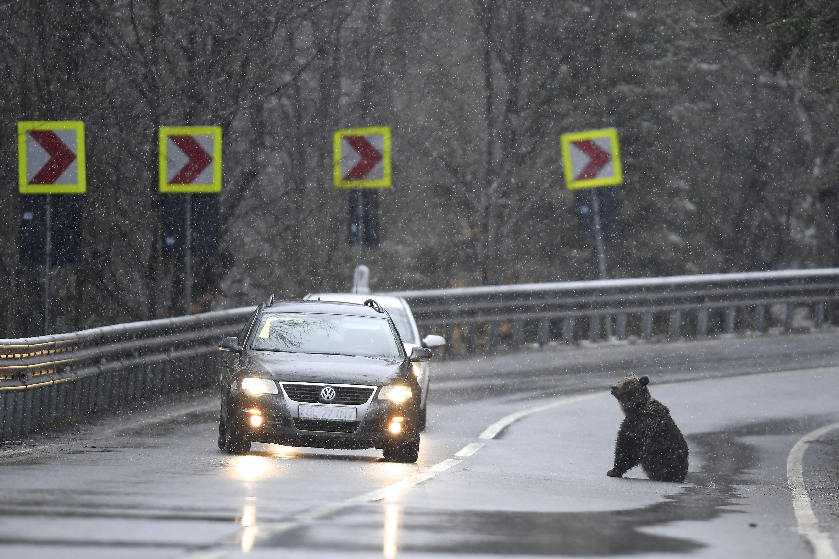 Urs rănit de o maşină pe DN 1 în zona Sibiu. Au fost sesizaţi vânătorii din zonă