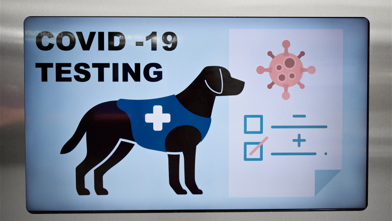 Testare pentru Covid-19 cu câini