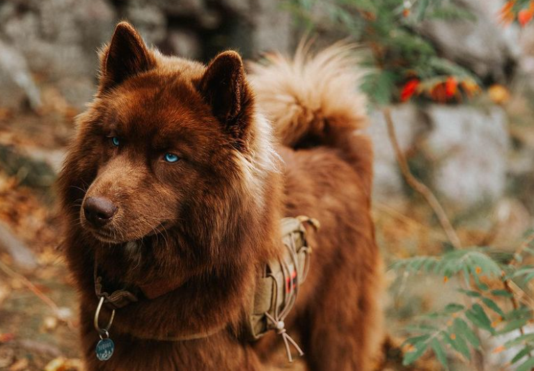 Lumea s-a indragostit de Quoi, un husky rar, de culoarea ciocolatei, plecat intr-o aventura prin SUA