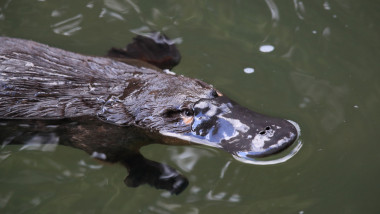 Ornitorinc, specie ameninţată cu dispariţia, înoată în apă