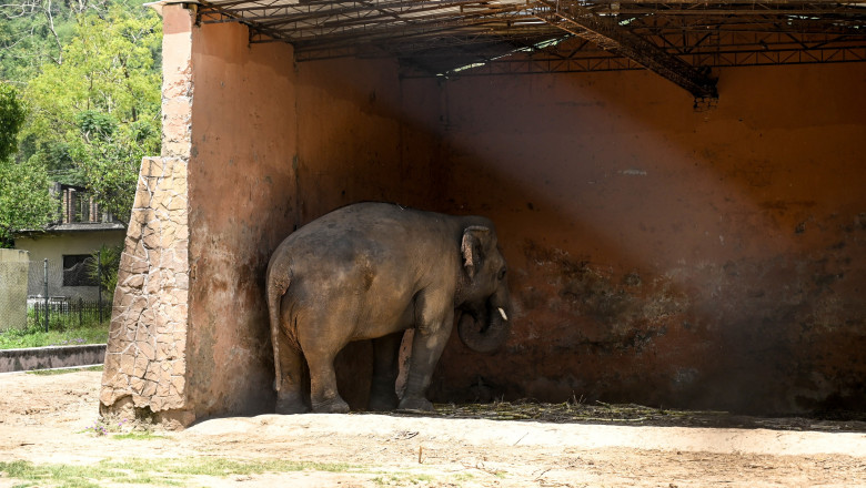 Elefantul Kaavan stă în țarcul său de la grădina zoologică Marghazar
