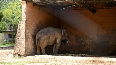 Elefantul Kaavan stă în țarcul său de la grădina zoologică Marghazar