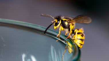 O singură viespe poate duce la prăbușirea unui avion