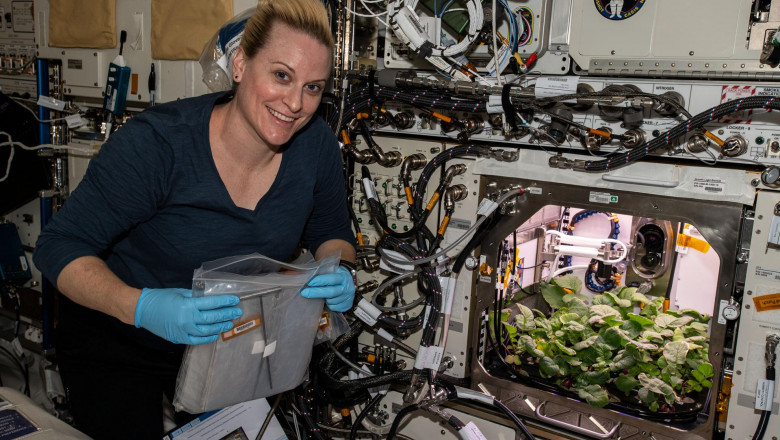 Astronautul Kate Rubins se pregătește să ambaleze prima recoltă de ridichi din Spațiu.