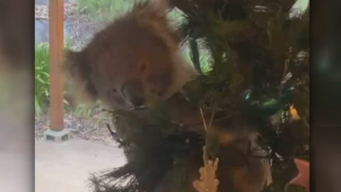 Surpriza unei familii din Australia care a găsit un koala în bradul de Crăciun