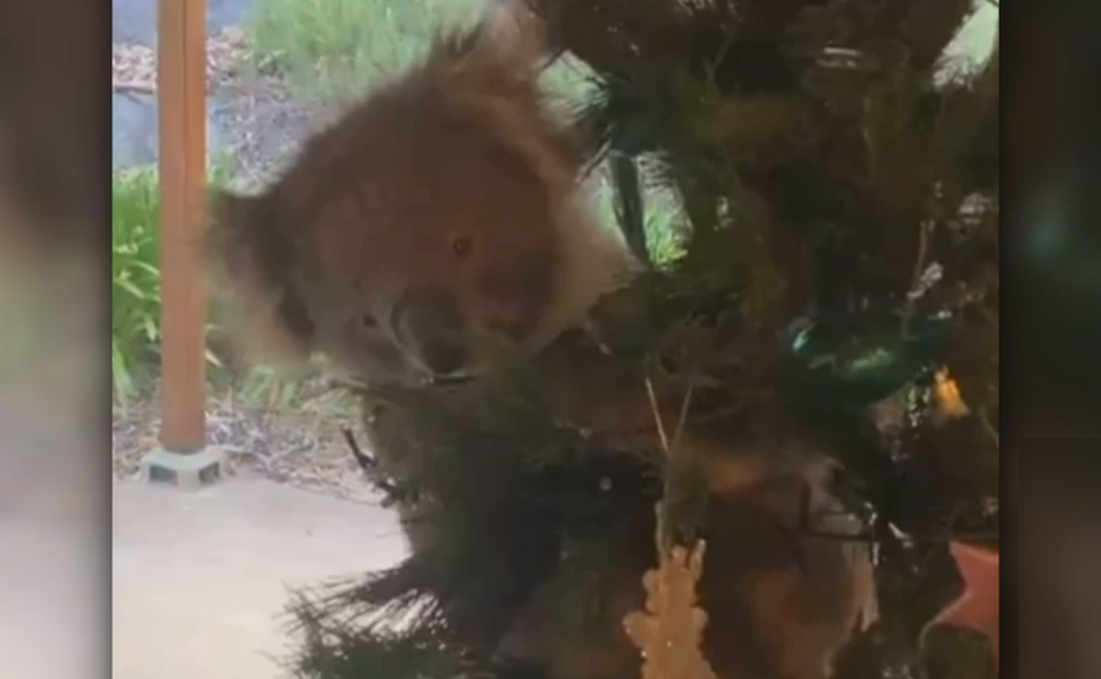 VIDEO. Surpriza unei familii din Australia care a găsit un koala în bradul de Crăciun