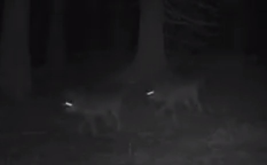 VIDEO. O haită mare de lupi care „patrulează”, filmată de o cameră montată în Pădurile Brașovului