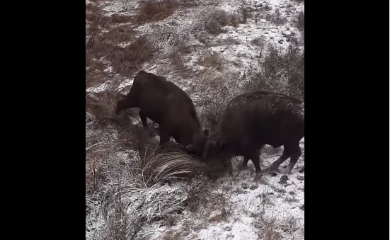 Imagini inedite filmate în Parcul Național Neamț, unde doi zimbri se luptă pe un teren acoperit cu zăpadă