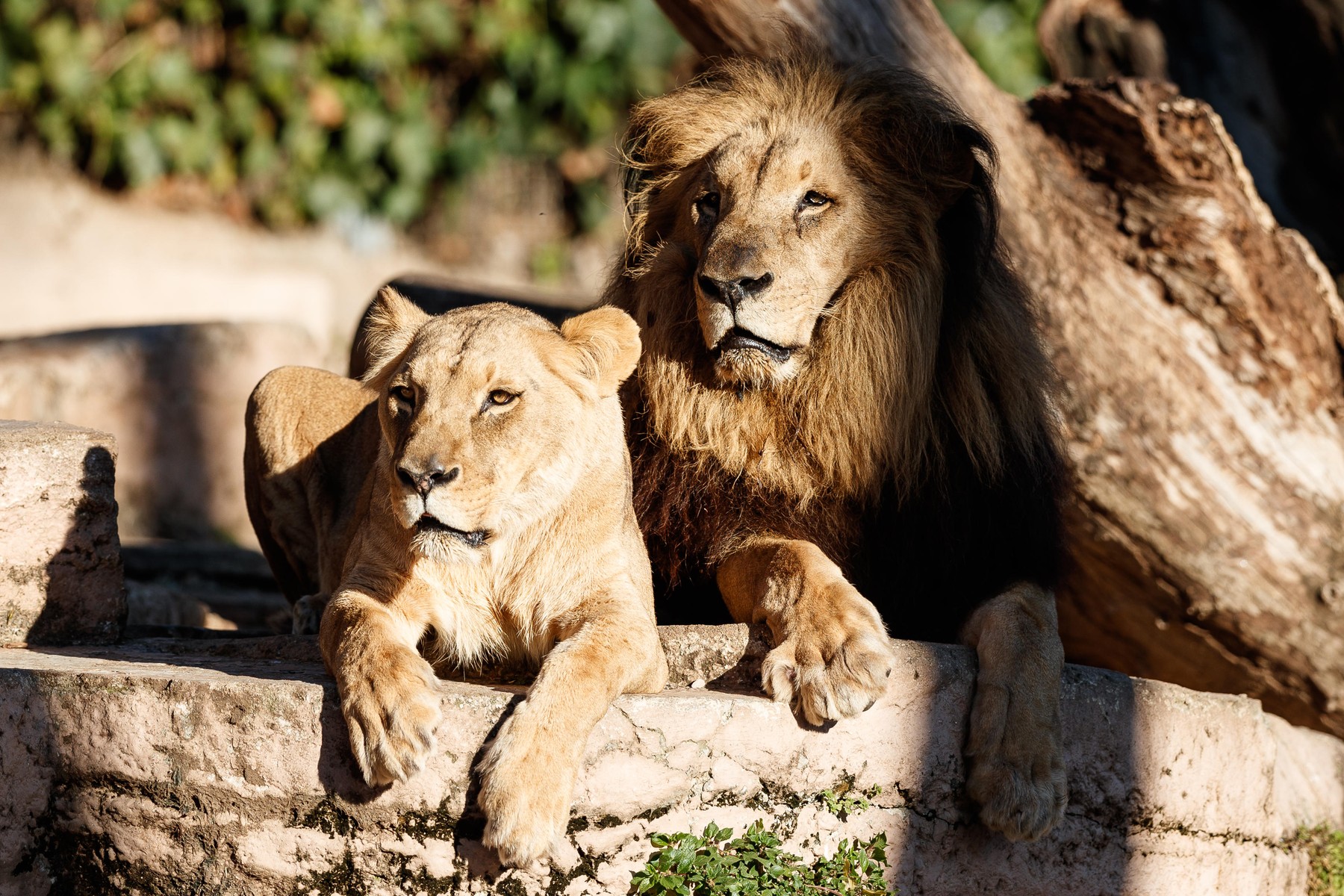 Mai mulți lei ai unei grădini zoologice din Spania au fost testați pozitiv cu Covid-19