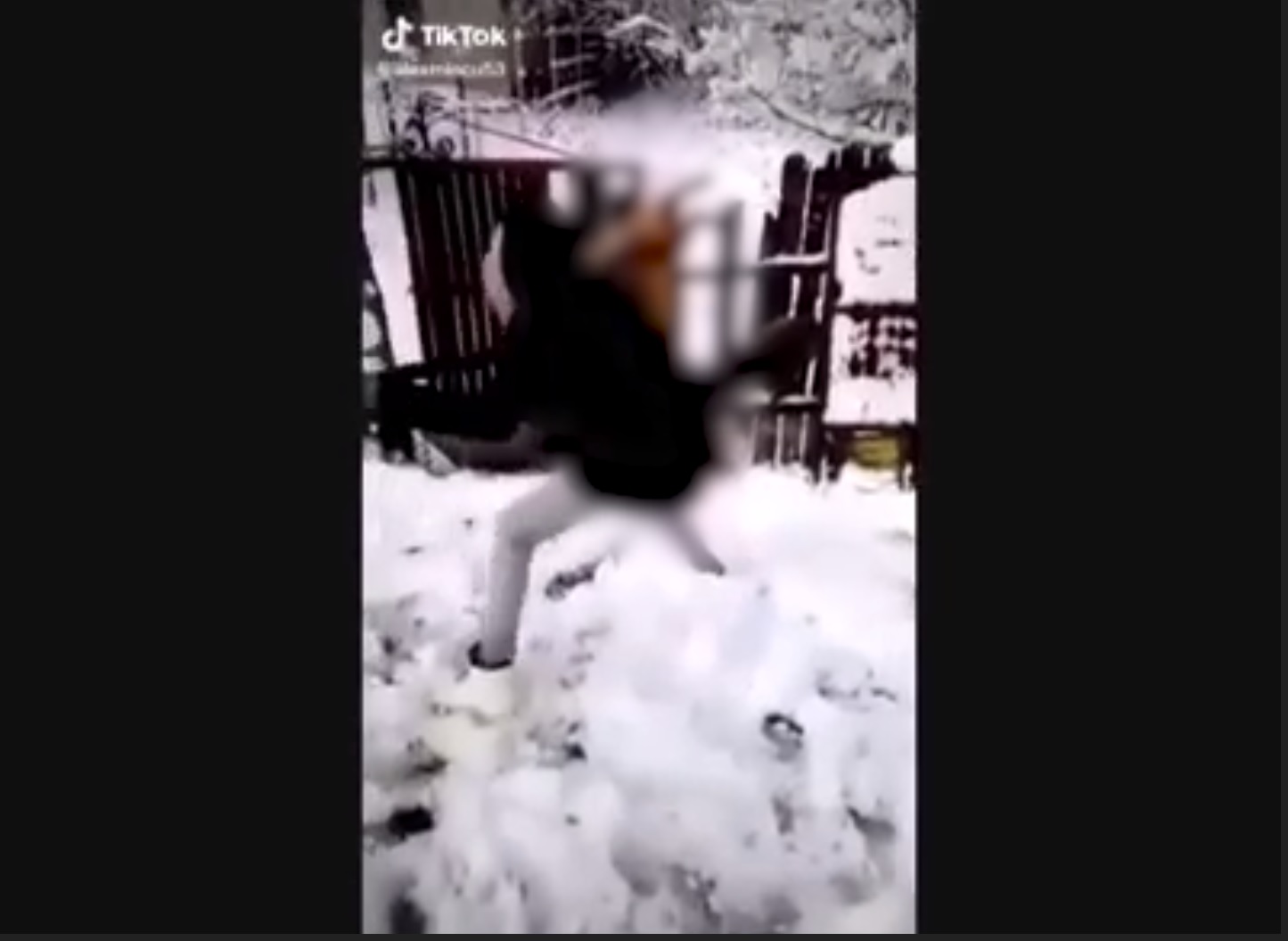 Cruzime fără margini. Vulpe lovită cu lopata de un minor, după ce a fost omorâtă. Polițiștii din Dolj anchetează cazul