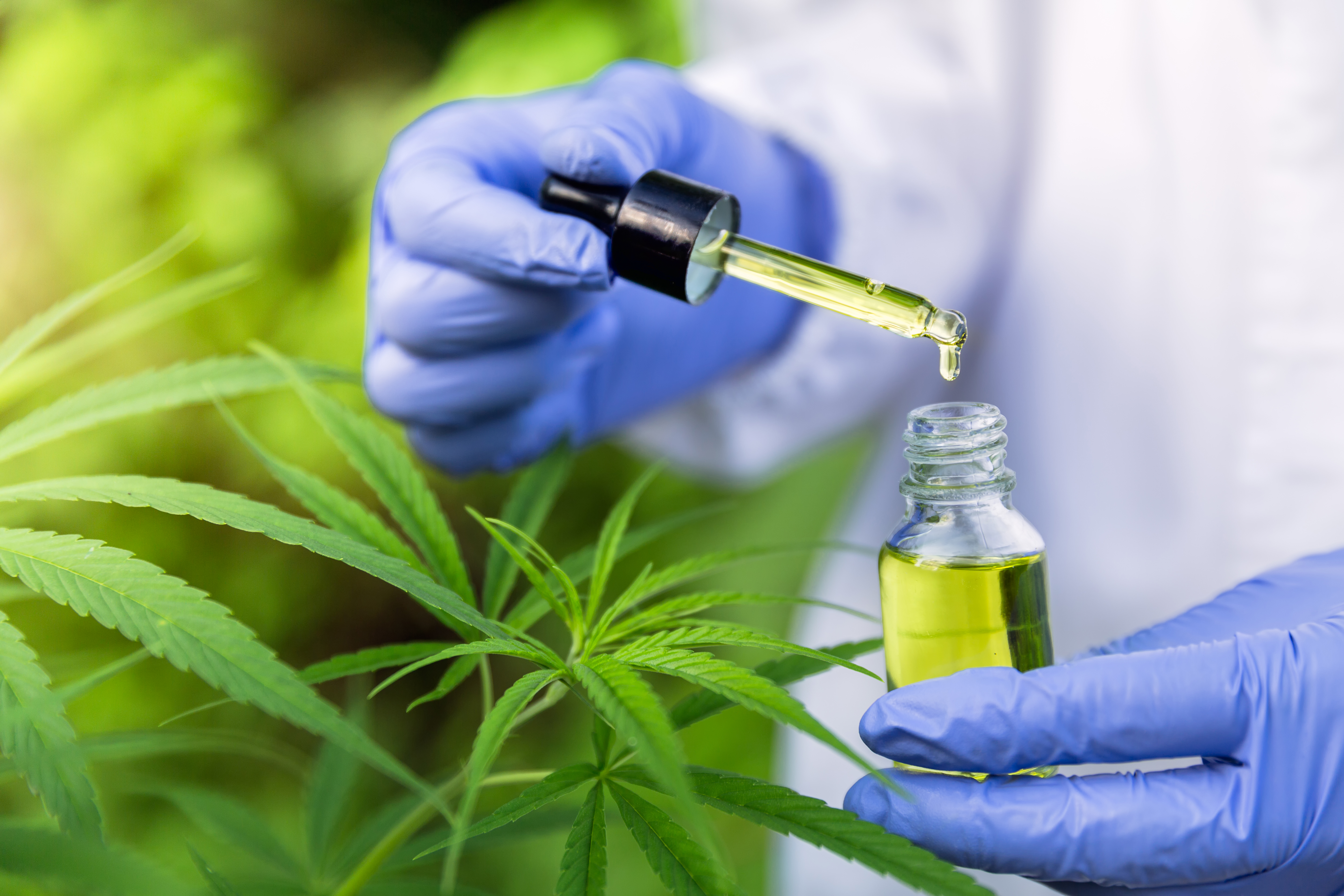 ONU recunoaște proprietățile medicinale ale canabisului