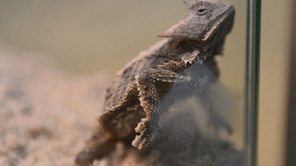 Zeci de reptile găsite într-un aeroport din Germania. Erau cusute în interiorul unor păpuși din pânză