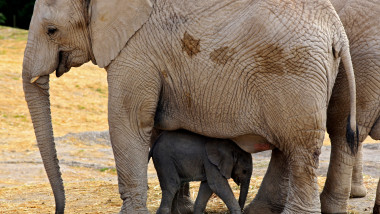 elefant cu puiul ei