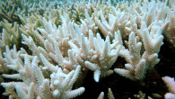 corali inalbiti din marea bariera de corali