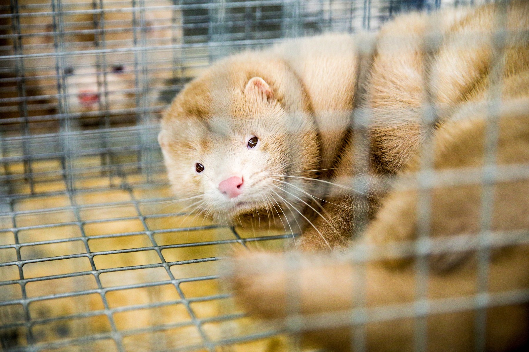 Vaccin anti-Covid pentru animale dezvoltat în Rusia. Nurcile, pisicile și iepurii, pe lista veterinarilor