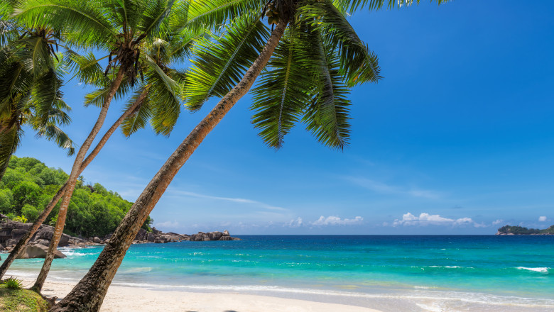 copac de cocos pe o plaja din caraibe