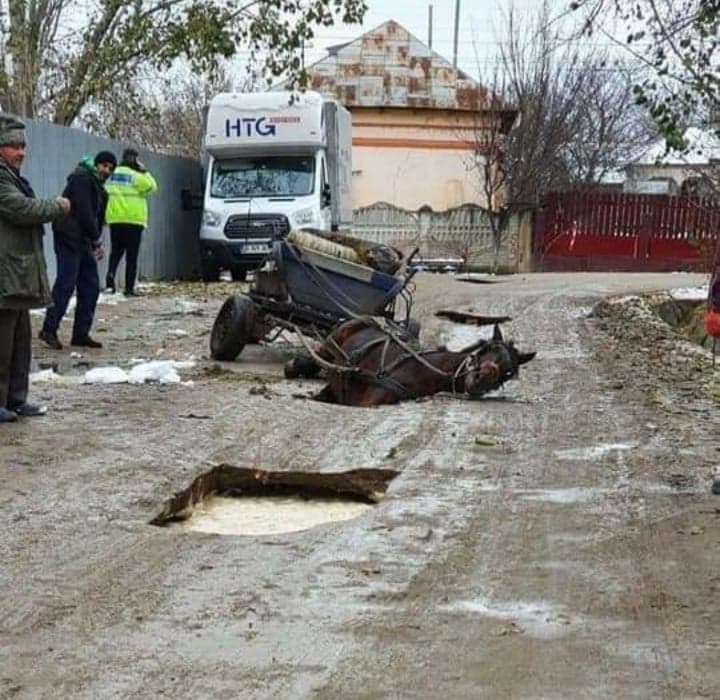 Imagini greu de privit. Cal prăbușit într-o groapă din asfalt