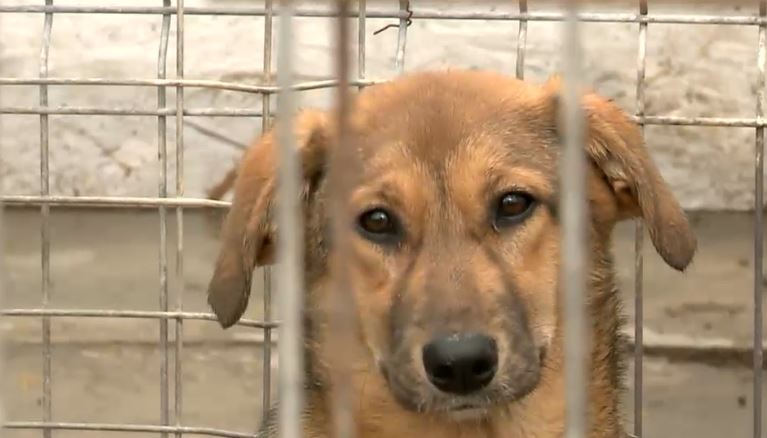 Românii au adoptat mai multe animale de companie în perioada pandemiei, decât în anii anteriori