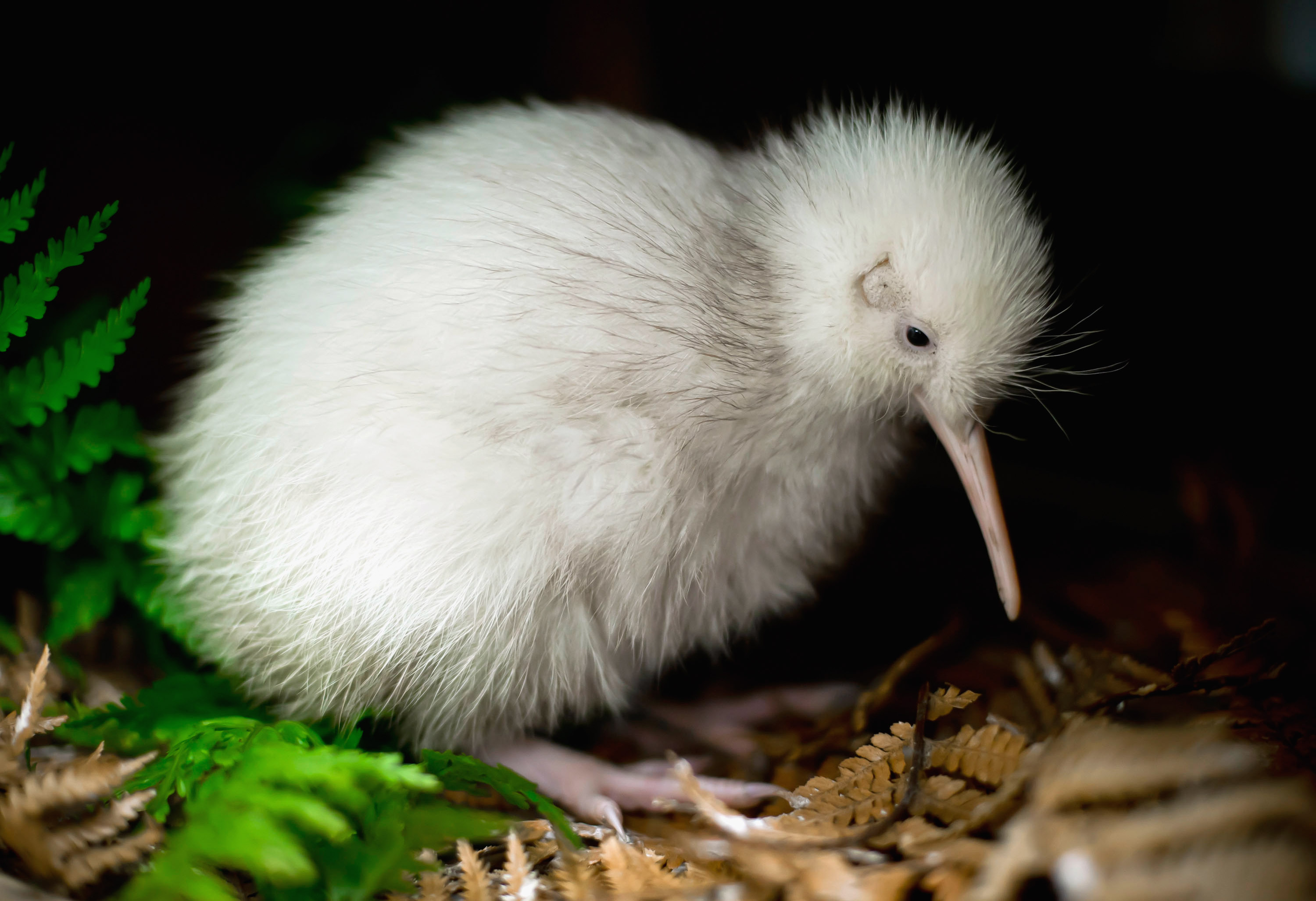 A murit Manukura, un exemplar rar de pasăre kiwi, care a inspirat o carte și jucării cu chipul ei