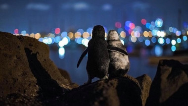 Doi pinguini surprinși în timp ce se îmrățișează în orașul Melbourne