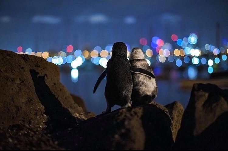 O fotografie cu doi pinguini văduvi care se îmbrățișează a devenit virală pe internet