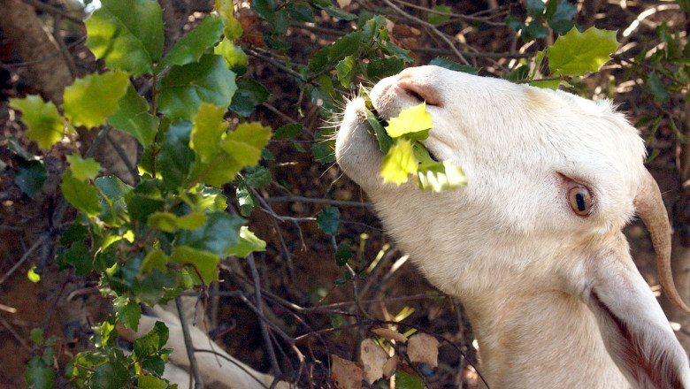 Goats Chew Away Dry Brush