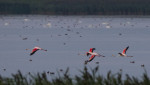flamingo zbor
