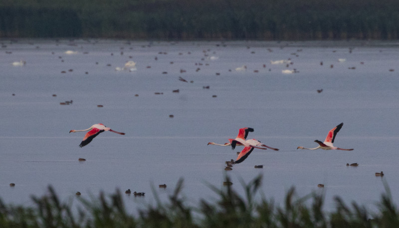 flamingo zbor