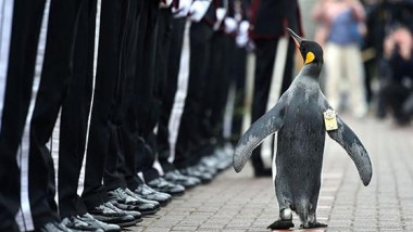 pinguin brigadier