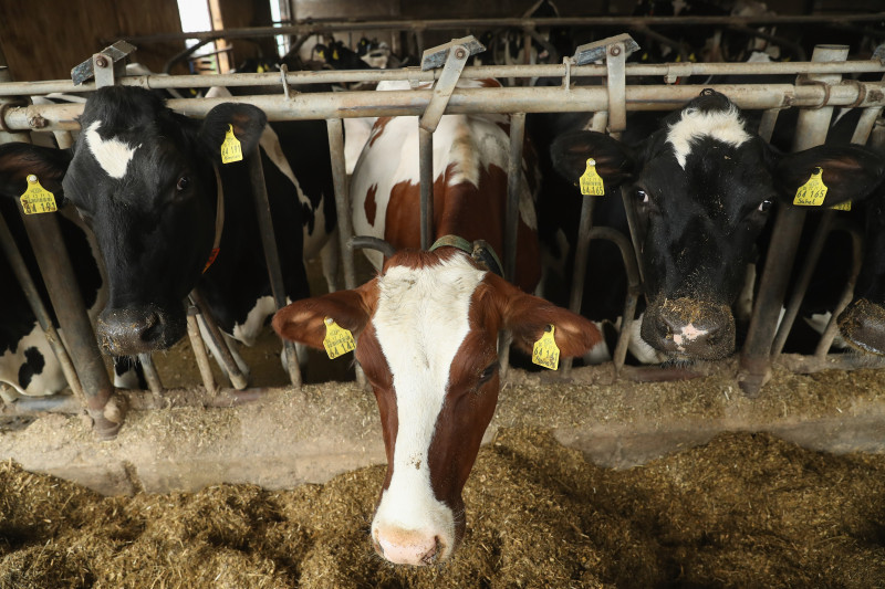 German Dairy Farmers Struggle With Falling Milk Prices