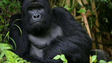 Gorillas New Threat of Extinction