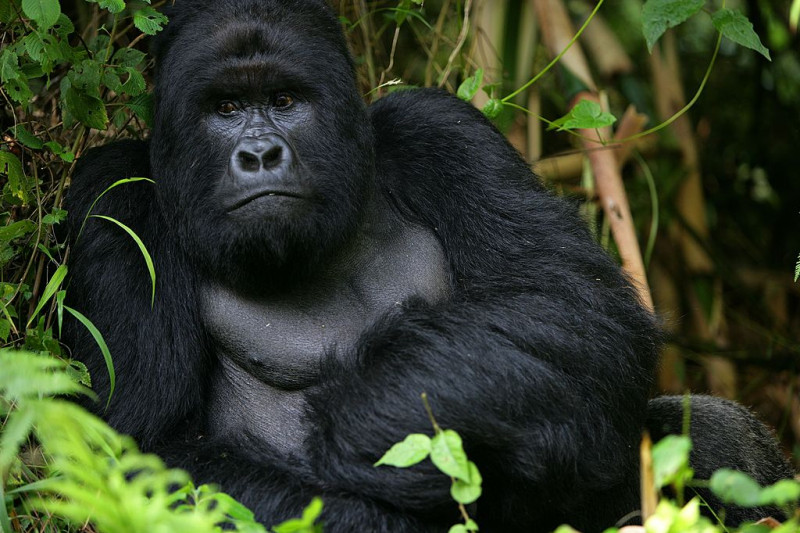 Gorillas New Threat of Extinction