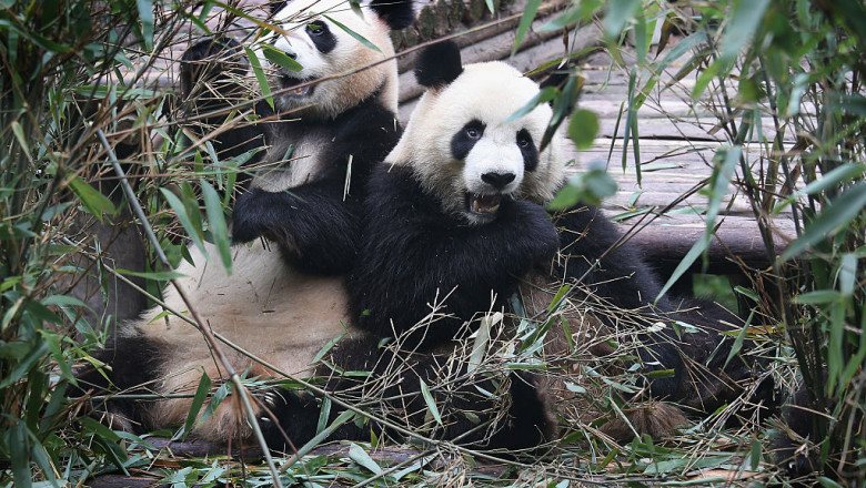 Newborn Cubs Bolster Panda Population In Sichuan Province