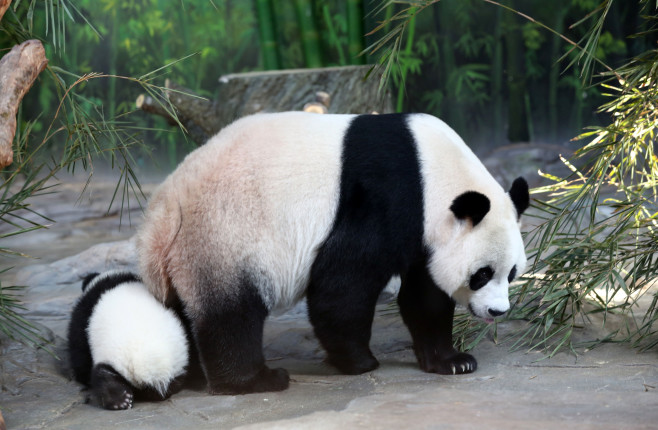 World's Only Alive Panda Triplets Start Living Together With Their Mother