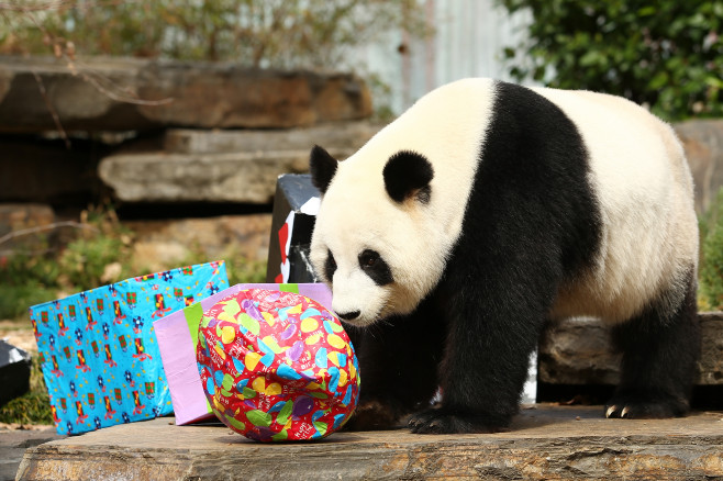 Giant Panda Celebrates Birthday At Adelaide Zoo