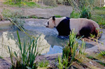 Edinburgh Zoo's Giant Panda Breeding Season Comes To An End