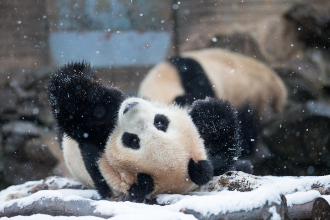 Giant Pandas Play After Snow In Hangzhou