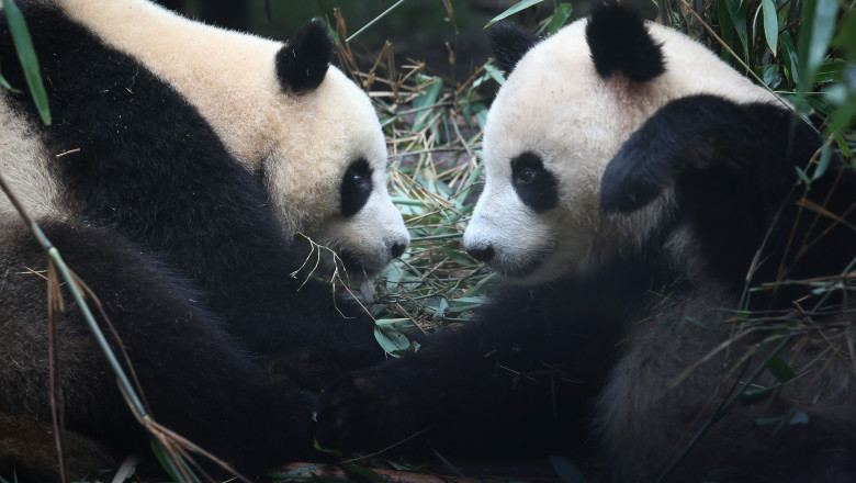 Newborn Cubs Bolster Panda Population In Sichuan Province