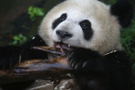 Giant Pandas Attract Visitors To Sichuan Province