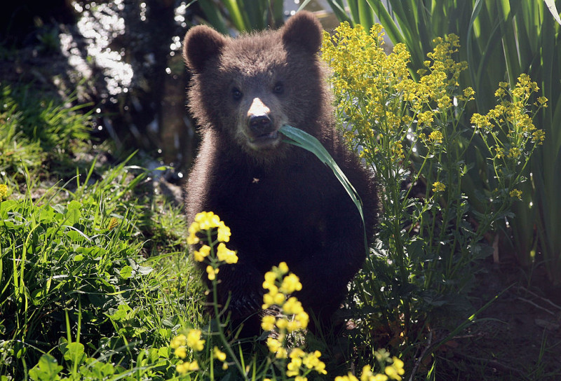 Brown Bear Cubs Born In Wildlife Park