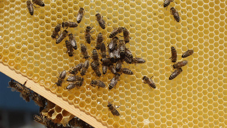 Urban Beekeeping Growing In Popularity