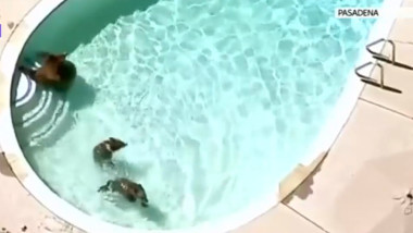 ursi piscina