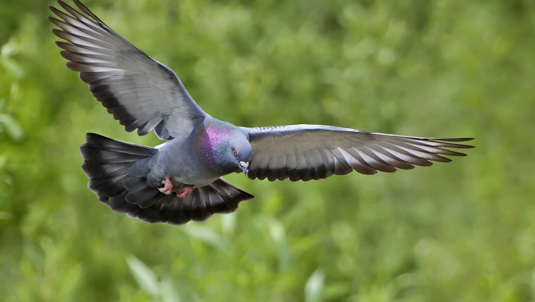 Rock_dove_-_natures_pics