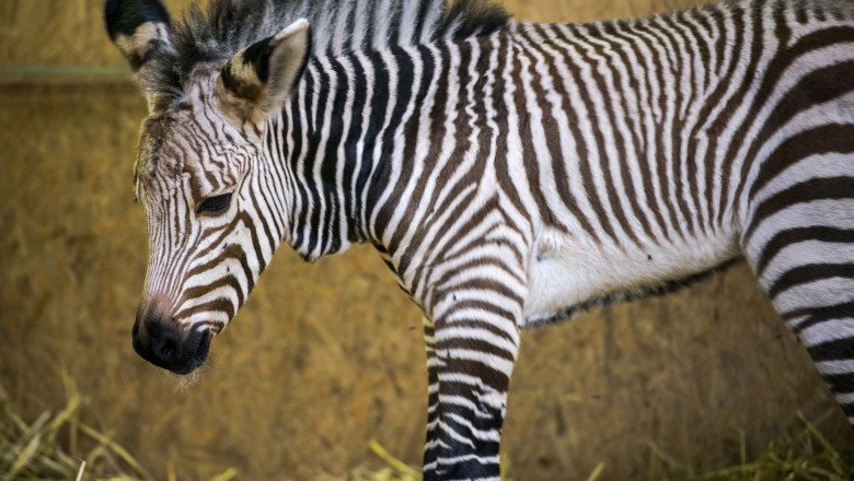 Hartmann's Mountain Zebra Born At Lyon Zoo