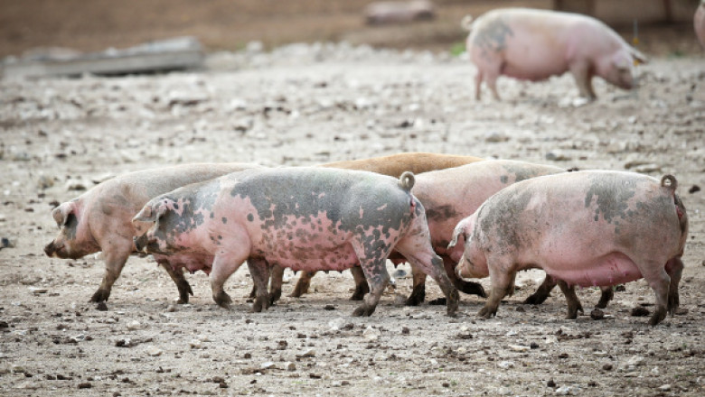 Russian Sanctions Threaten Pork Farmers