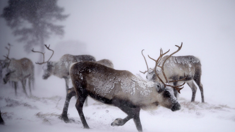 Britain's Only Reindeer Herd Prepare For Christmas