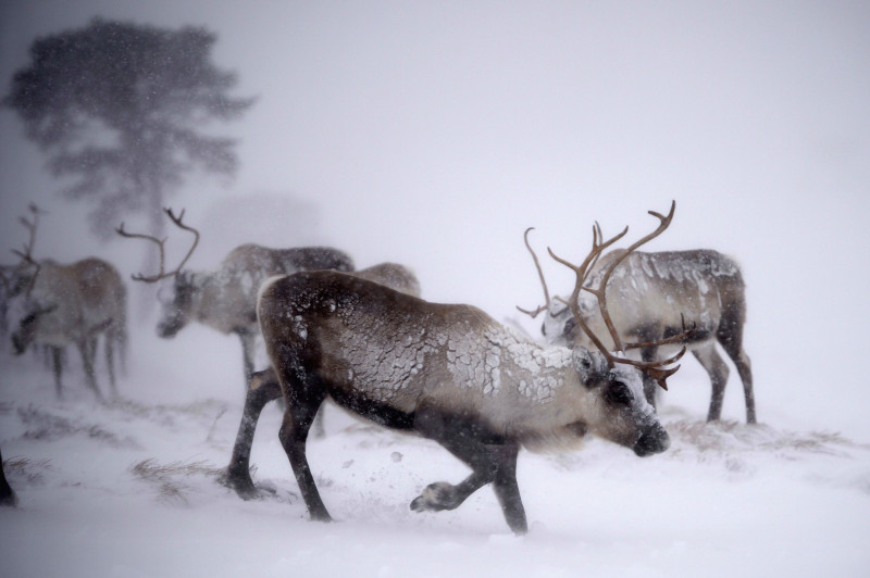 Britain's Only Reindeer Herd Prepare For Christmas